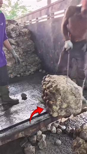 Why do rubber buyers get the rubber cut before buying it?