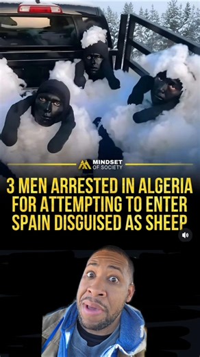 A Minute with Mar-J: 3 Sheep Boarder Crossing#Black #Animals #Crazy #ICE #Funny #reels #shorts