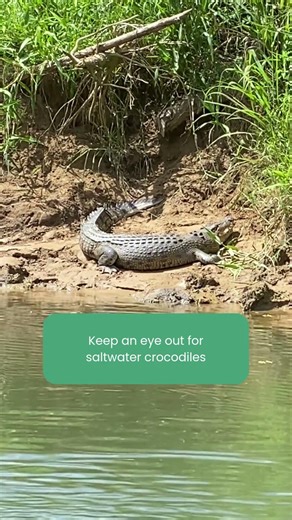 Daintree River Cruise