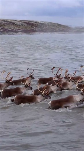 2,000 KM a Year — The Longest Land Migration on Earth 🦌 | Caribou