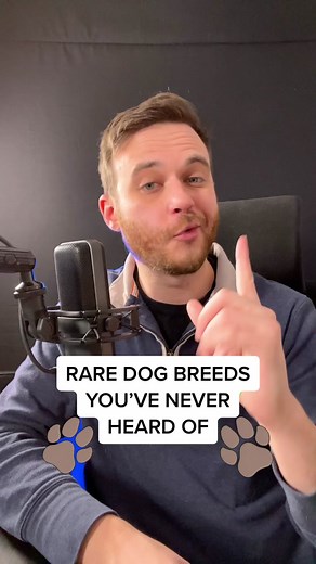 Discover the Rare Pyrenean Shepherd Dog Breed