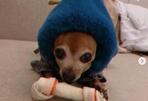 Lee Min Ho shares update about his famous dog Choco