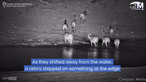 Zebra sends itself flying after misstep on resting reptile