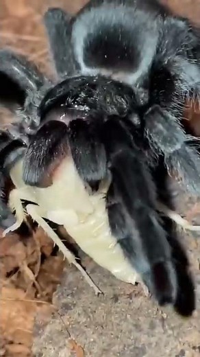 The Brazilian Black Tarantula 🥴