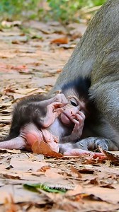 So cute and adorable baby😍 | Love Monkey