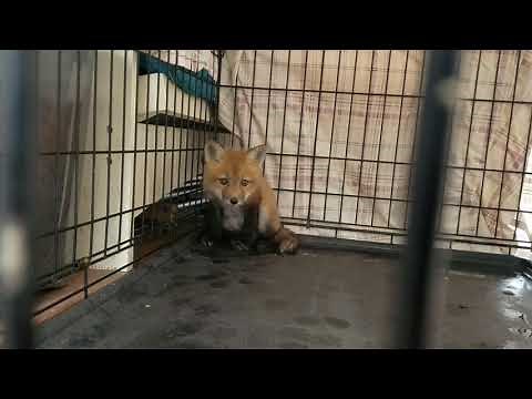 Fox kit noises!