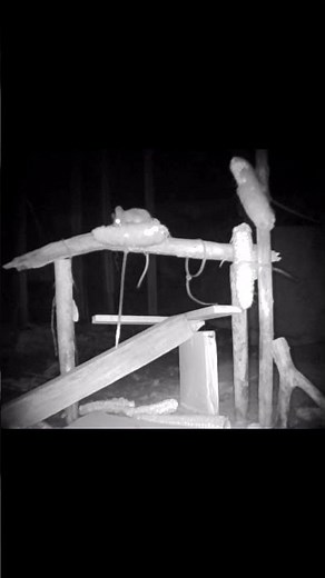 Dark Night and the Wild Mouse #mouse #wildlife #mice #animals