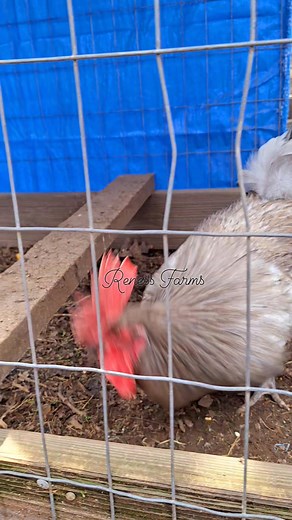 54K views · 2.3K reactions | Light Blue Mug Stag | Reness Farms | Facebook