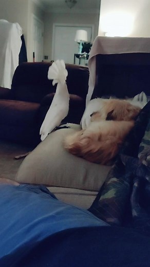 Harley the Rockatoo on TikTok