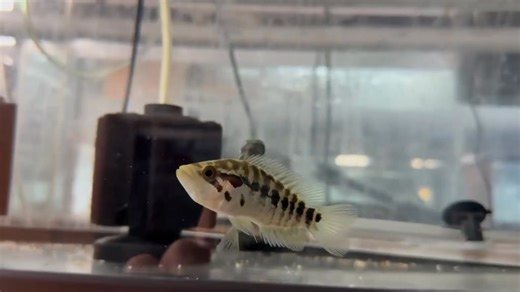 Jaguar Cichlid – A striking predatory fish from Central America, named for its bold, jaguar-like spots. Growing up to 14–16 inches, it’s aggressive and best kept in large tanks with strong filtration and plenty of space. | Pet Zone Tropical Fish, San Diego, California | Facebook