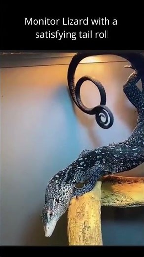 This tail roll is oddly mesmerizing #satisfying