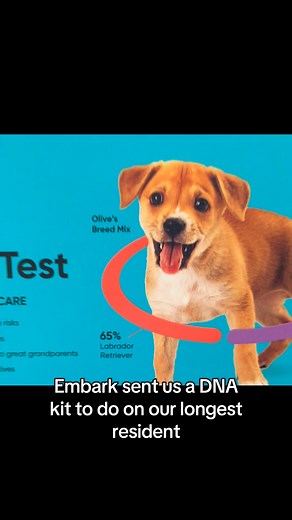Bronco is the last dog from a cruelty case in spring of 2024. He’s been here ever since on his best behavior waiting for someone to love. Embark Vet had an event for shelters to win a free DNA test to see what breed their longest resident is and BRONCO WON! We did the test and it’s on its way with results coming back in a few weeks. What breeds do you think make up Bronco? | City of Nashville GA Animal Shelter