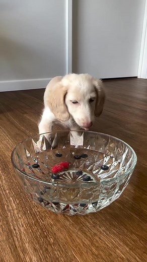 #🐾✨ URGENT! FREE DACHSHUND PUPPIES LOOKING FOR FOREVER HOMES! ✨🐾 💌 Imagine walking through your door after a long day… and being greeted by tiny wagging tails, playful barks, and eyes full of love. That dream can become a reality TODAY! We have adorable Dachshund puppies who are ready to melt your heart and become your new best friend. Raised with love, care, and daily attention, these little bundles of joy are fully socialized with children, adults, and other pets. They are playful, affectio