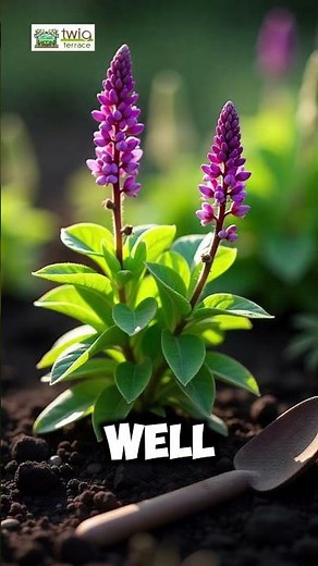How to Grow and Care for Mexican Heather | Twig Terrace