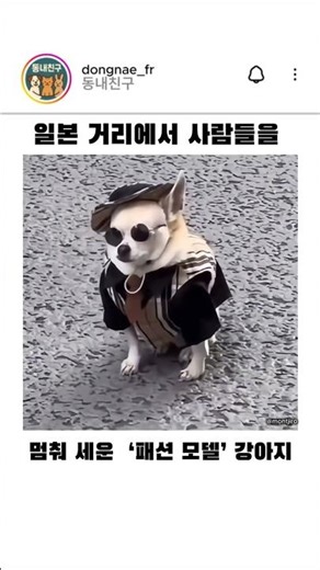일본 거리에서 사람들을 멈춰 세운 '패션 모델' 강아지