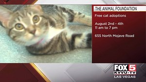 FREE CATS! 😻 The Animal Foundation is looking for homes for dozens of cats, 6 mo. and older. They're free to adopt from Aug. 2nd - 4th. More info: | FOX5 Las Vegas