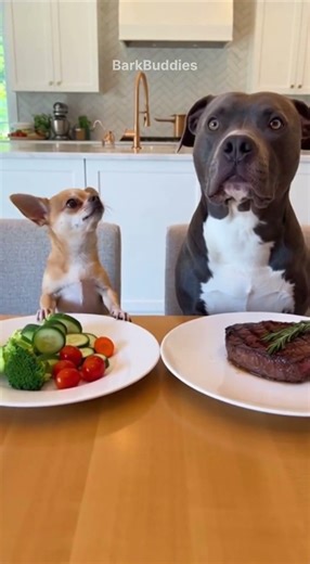 Heartbroken over meat 😂 #funnydogs #dog #pets #funnyanimals #shortsfeed #viralshort