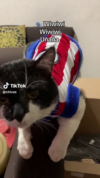 Sonidos divertidos de Chivas y el humor tiktoker