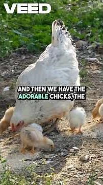 CHICKEN VS HEN EXPLAINED IN 60 SECONDS🐔🥚 #shorts