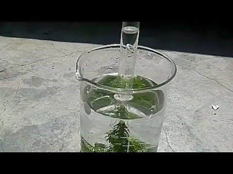 Oxygen is produced during photosynthesis || Hydrilla experiment for Class X Biology