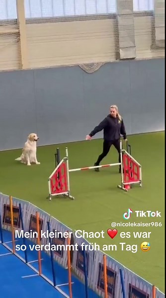 Golden Retriever Agility Training