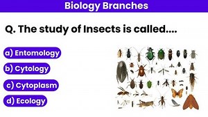 What Entomology Definition Branch Biology Stock Footage Video (100% Royalty-free) 3498081467 | Shutterstock