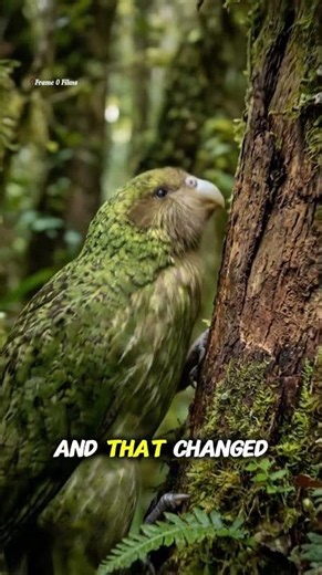 Kakapo — The World's Rarest Flightless Parrot