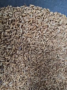 12K views · 43 reactions | Cultured BSF Larvae for Agriculture, Aquaculture, Koi and Monster Fish feeding! Message us for orders | Oyeee Petshop | Facebook