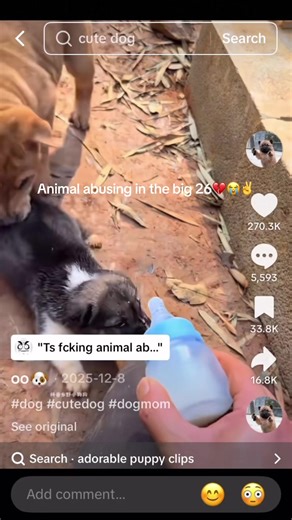 The video was made in 2025 but this video was made in 2026 | animals