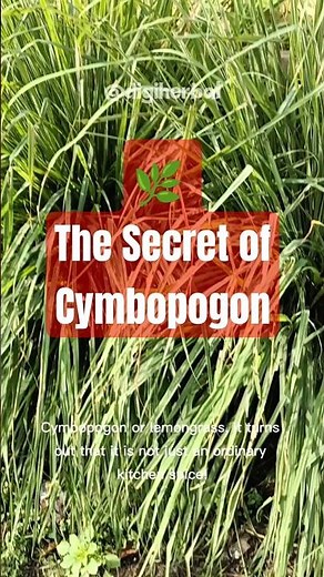 🌿 The Secret of Cymbopogon: A Miracle Plant That Banishes Disease! #shorts