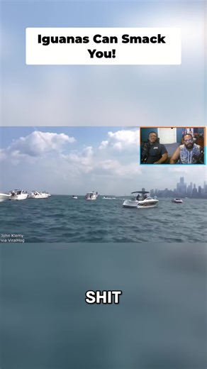 Epic boat chase interrupted by...an F22 Raptor?! Then, witness the iguana's unexpected parkour skills. 😂 #Funny #WTF #Iguana #BoatLife #Unexpected #AnimalVideos