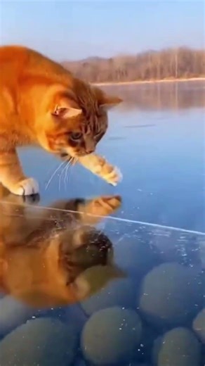 Cat Hunting Fish Through Frozen Ice –So Close! 😱 Frozen Lake Chase – Cat vs Fish! #shorts #cat #fish