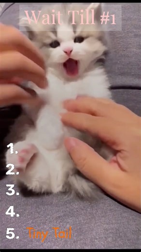 5 CUTEST KITTENS RANKED!!😍💕