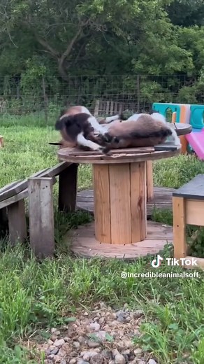 Funny Fainting Goats Jumping Fail! Hilarious Goat Videos