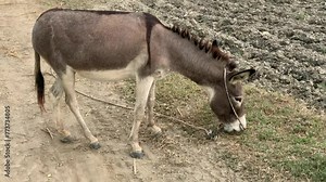 Grazing Donkey. A brown donkey eating grass in a village field. Beautiful 4K Footage.