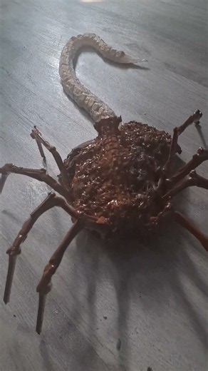 An almost finished diy facehugger in my house #alien #facehugger #halloween #diy