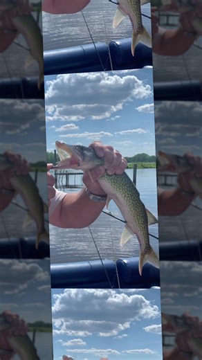 Who enjoys catching pickerel?#fishing #fish #fishinglife #pickerel #fishtok