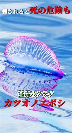 For some reason, this angelic sea slug is covered in deadly poison. #creatures #explanation #shor...