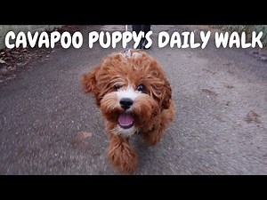 Watch Our Cavapoo Puppy's Progress on His Daily Walks