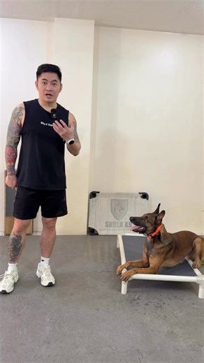 154K views · 4.5K reactions | A release word is one of the most powerful tools in dog training.It tells your dog, “You’re done now.” Without it, they make that decision for you.Want better obedience, impulse control, and clarity?Teach a release word. It’s a game changer. #DogTrainerCebu #TrainingTip #StructuredObedience #ShieldK9Protrainer | Dog Trainer Cebu | Facebook