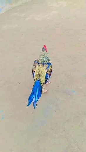 1. Epic Rooster Fight & Stunning Bird Moments! 🐓✨