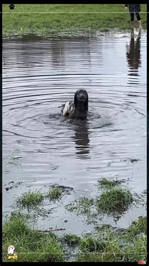 Hilarious Dog Moments: When Dogs Get Dirty