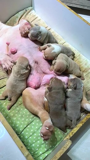 149 Dog video, Cute dogs, Adorable puppies, Dog antics, Canine companions, Funny dog moments, Entertaining pups, Playful dogs, Puppy love, Doggy humor, Joyful canines, Pawsome moments, Happy dogs, Dog tricks, Heartwarming dog videos, #DogVideo #CuteDogs #AdorablePuppies #DogAntics #CanineCompanions #FunnyDogMoments #EntertainingPups #PlayfulDogs #PuppyLove #DoggyHumor #JoyfulCanines #PawsomeMoments #HappyDogs #DogTricks #HeartwarmingDogVideos | dog 7788