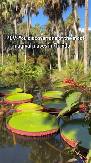 14K views · 1.6K reactions | Not the Florida you’re used to ✨ Bok...