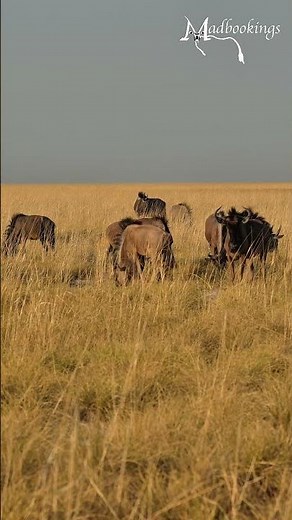 Blue wildebeest in Etosha National Park.