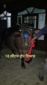 ph 8427602729 ਸੱਜਰ ਸੂਈ ਮੱਝ ਵਿਕਾਊ ਜਾਇਜ ਰੇਟ ਵਿਚ #khehradairyfarmtarntaran #dairyfarm #best #qulity