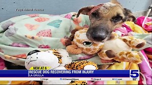 La Grulla dog continues to recover following animal cruelty investigation