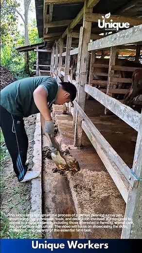 Manual labor for beginners: a simple guide to cow pen cleaning