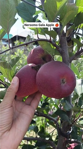 Nersomo Gala Apple Orchard