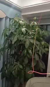 Watch Loop Lasso String Shooter Toy on Amazon Live